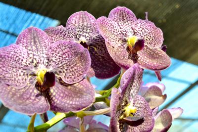 Прикрепленное изображение: _DSC0538.JPG